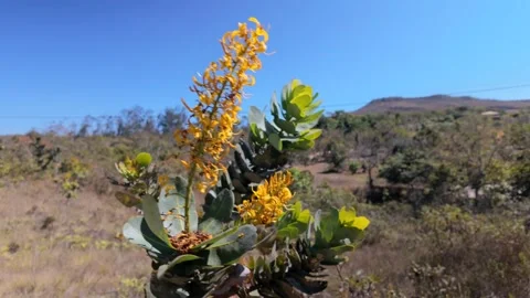 Cinematic slow motion tilt down of a vibrant yellow savanna flower Stock Footage 340276482