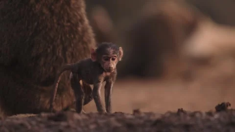 Cinematic Slow Motion Tiny Baby Baboon in Troop of Baboons, Close Up Safari Vídeos de archivo 344034132