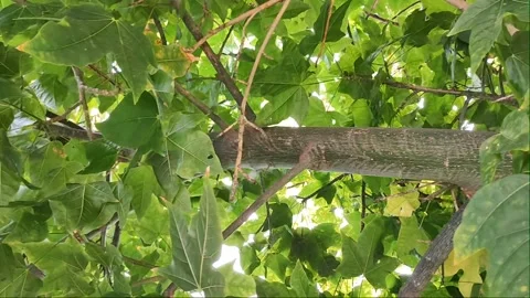 Cinematic Slow Motion Tree Branch and Green Foliage Video stock 334801128