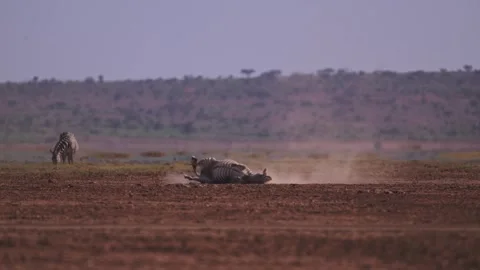 Cinematic Slow Motion Zebra Having Dust Bath in Dusty Dry Season Landscape in a Stock Footage 341405509