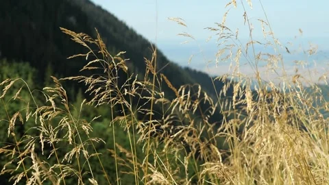 Cinematic slowly develops spikelets of the plant in the wind. 動画素材 206691609