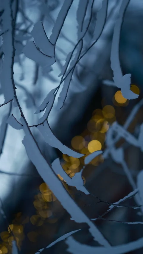 Cinematic snow-covered branches captured in soft winter light 库存影片 341737108