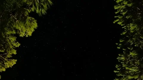 Cinematic Sparkling Sky Star Light Trails Trees Stock Footage 339939062