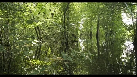 Cinematic spring flooded forest, camera glide just above water surface, 8K natur 動画素材 320149520