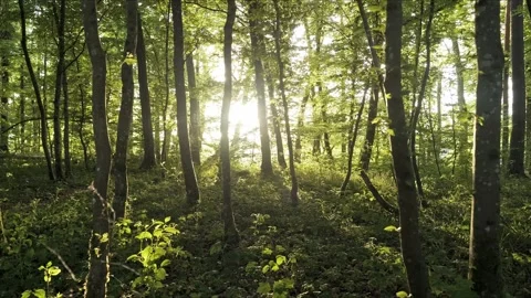 Cinematic spring mixed forest, 8K parallax shot with backlight, lush greenery Stock-Footage 320149496