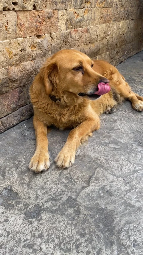 Cinematic Static Close Up of a Dog Sitting Calmly Outdoors Stock-Footage 342730199