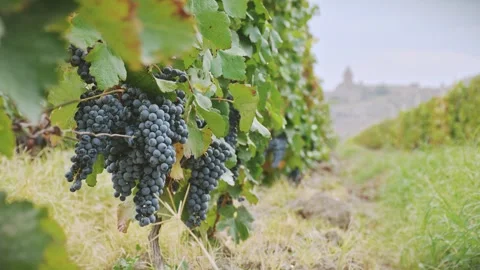 Cinematic static time lapse small wine grapes on trees on vineyard field on.. Stockbeeldmateriaal 295343530
