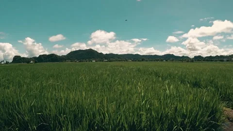 Cinematic street 库存影片 247629062