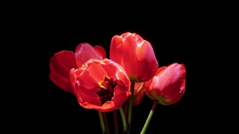 Cinematic studio timelapse of a red tulip bouquet slowly blooming and... Stock Footage 342732185