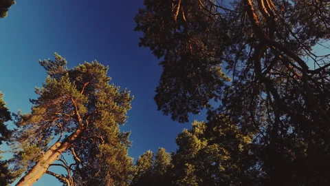 Cinematic a stunning low-angle view looking up at tall pine trees against a deep Stock Footage 337554716