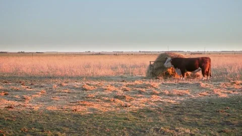 Cinematic style video of a pair of Polled Hereford bulls eating a roll of g.. Stock Footage 252326959