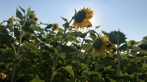 Cinematic sunflowers Stock Footage 297547906