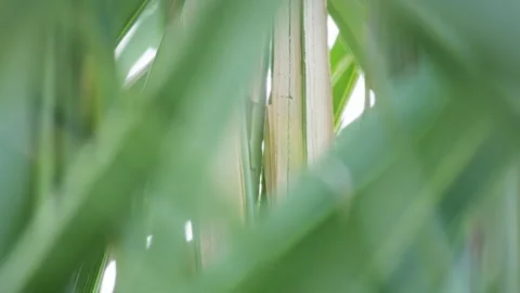 Cinematic Sunlight Patterns on Grass Foliage with Sharp Shadow Contrast Stock Footage 324608141