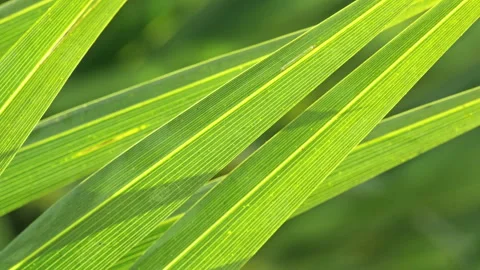 Cinematic Sunlight Patterns on Palm Tree Leaves with Sharp Shadows (ProRes 422) Stock Footage 324607577