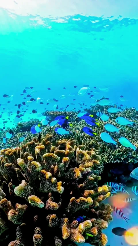 Cinematic Sunlight Rays Hitting Underwater Coral Reef Stockbeeldmateriaal 338221455