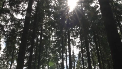 Cinematic Sunlight Shining Through Tall Pine Forest Stock-Footage 325263155