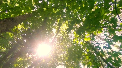 Cinematic Sunlight Through Trees, Calming Green Summer Or Spring Day, 4K Stock Footage