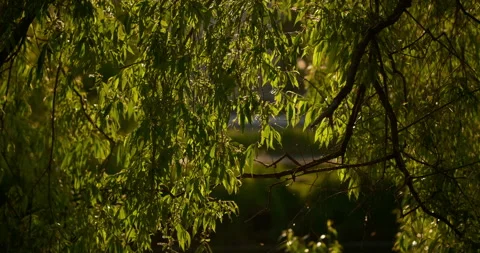Cinematic sunlit willow branches vibrant green leaves, warm golden light 库存影片 341536937