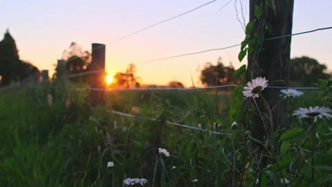 Cinematic sunset on farm 動画素材 164646943