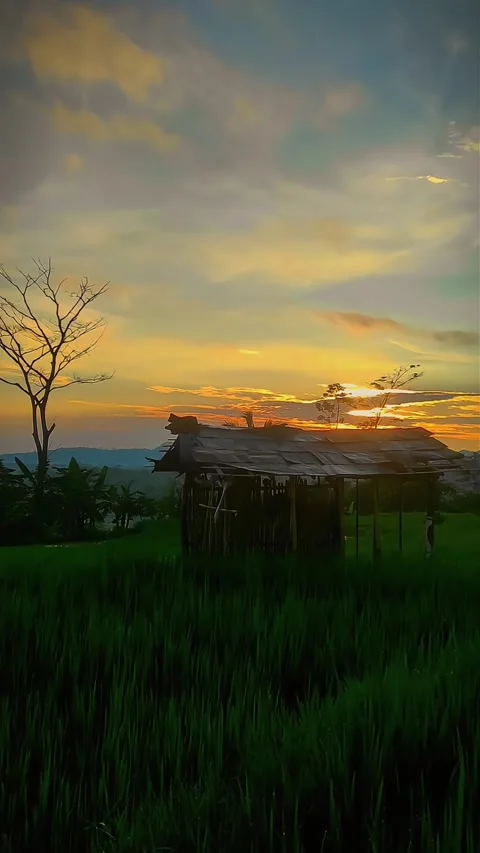 Cinematic Sunset Over Rice Fields with Traditional Wooden Hut Stock Footage 325634367