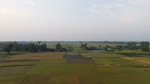 Cinematic Sunset Panorama of Rice Fields Stock Footage 334677690