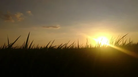 Cinematic sunset in the rice field Stock Footage 226953356