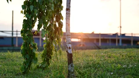 Cinematic sunset. In summer, the tree leaves a branch Stock Footage 133710890