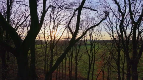 Cinematic sunset through bare winter trees, aerial tilt down to green field, 4K Vídeos de archivo 324635848