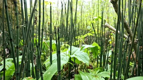 Cinematic swamp shot, forward camera movement through vegetation, 4K Stockbeeldmateriaal 320157339