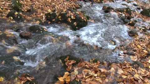 Cinematic thin shallow stream water in autumn forest covered - Foliage Patterns Stock Footage 339557176