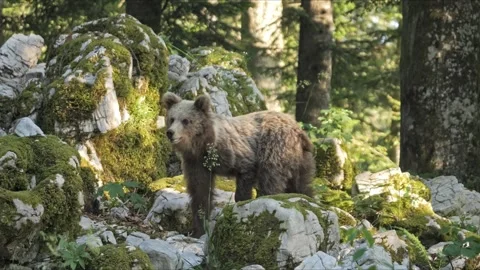 Cinematic Three Juvenile Brown Bear Brothers – 8K Wildlife Stock-Footage 321509029