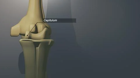 Cinematic Thumb Bone - Capitulum 00230 Stock-Illustration