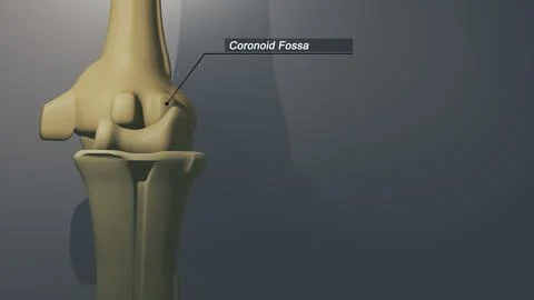 Cinematic Thumb Bone - Coronoid Fossa 00230 Illustrazione stock
