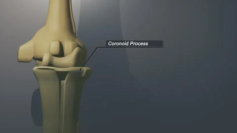 Cinematic Thumb Bone - Coronoid Process 00230 イラスト素材
