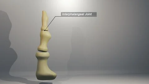 Cinematic Thumb Bone - Interphalangeal Joint 00230 イラスト素材