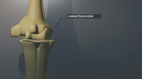 Cinematic Thumb Bone - Lateral Epicondyle 00230 Stock-Illustration