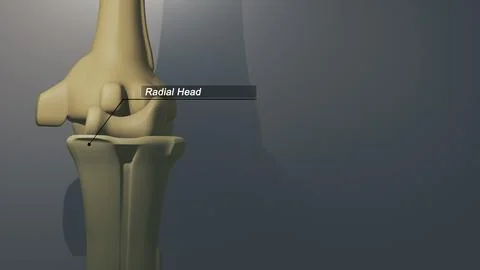 Cinematic Thumb Bone -Radial Head 00230 Stock-Illustration