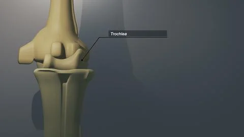 Cinematic Thumb Bone - Trochlea 00231 Stock-Illustration