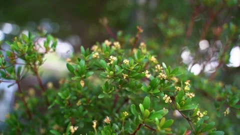 Cinematic tilt down close up of small yellow blossoms on green leaves shrub.. 動画素材 336864074