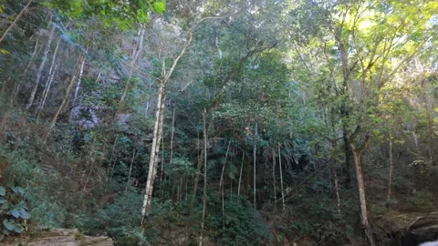 Cinematic tilt down from tropical forest canopy to beautiful waterfall Stock Footage 339631993