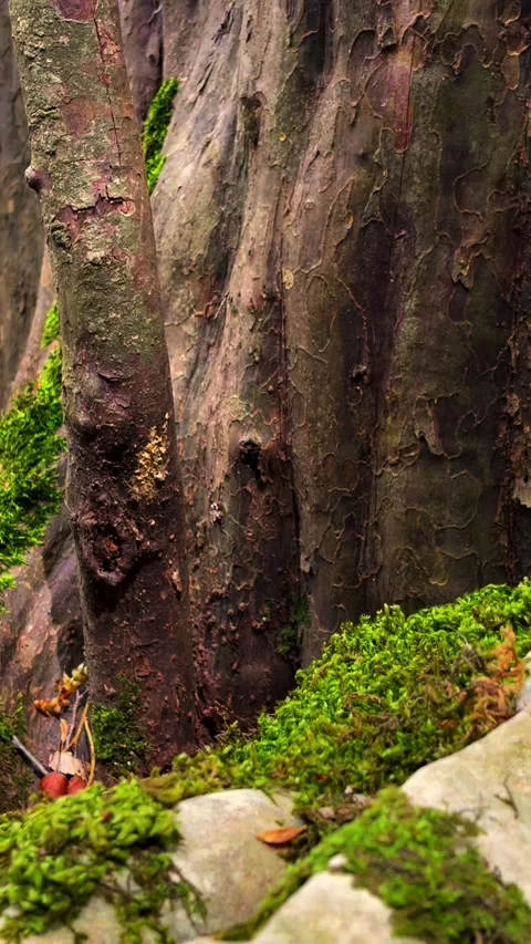 Cinematic Tilt Up from Forest Floor to Tree Canopy and Sky – 4K Wide Angle Stock Footage 316908058