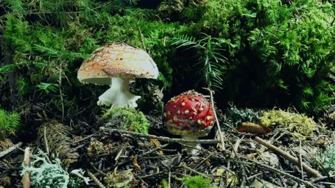 Cinematic Time-Lapse of Fly Agaric Mushrooms with Slider – 4K Stock-Footage 320977690