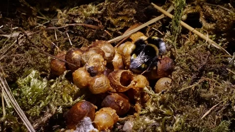 Cinematic Time-Lapse Orbit Around Bumblebee Brood Cells – 4K Footage Видео 320671766
