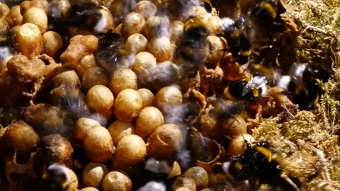 Cinematic Time-Lapse Through Bumblebee Nest – 4K Footage (Bombus terrestris) Stock-Footage 320671753