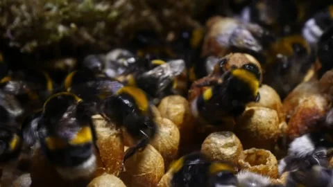 Cinematic Time-Lapse Through Underground Bumblebee Nest – 4K Footage Stock-Footage 320671770