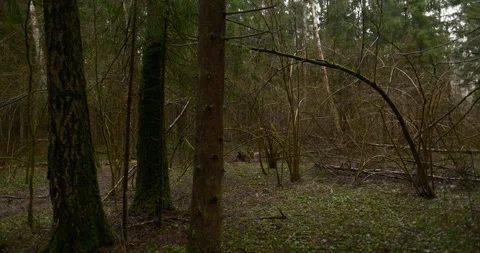 Cinematic time lapse of a walking hike through a wild spring forest Stock Footage 332943882
