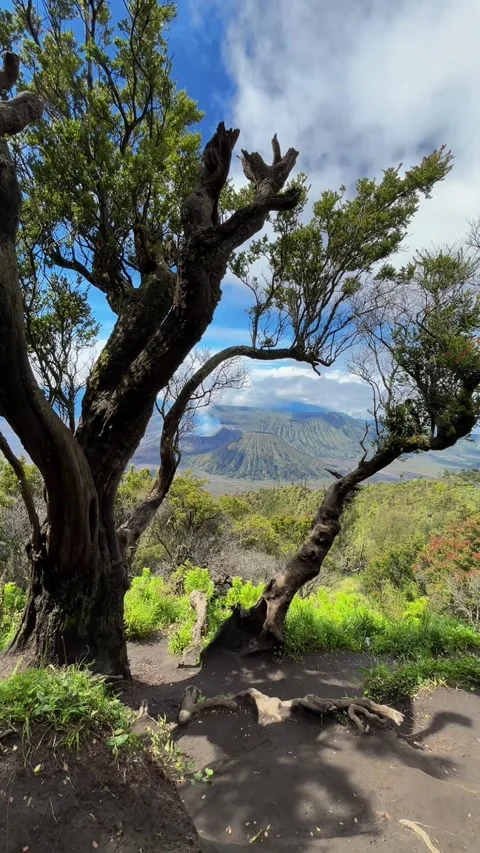 Cinematic Timelapse of Mount Bromo Volcano Framed by Ancient Trees Stock Footage 330304083