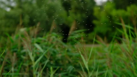 Cinematic of tiny flying insects swarming above green grass in summer 库存影片 340851113