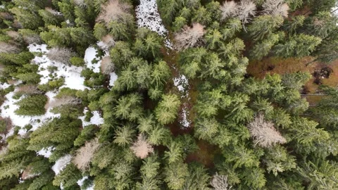 Cinematic Top Down Aerial View of Green Pine Forest with Snow on the Gro Stock Footage 331664422