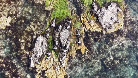 Cinematic Top Down Aerial View of Clear Turquoise Sea and Coastal Reef Stock Footage 344778542